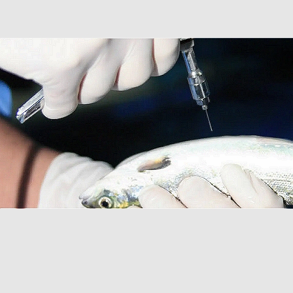 CLYNAV Vaccine