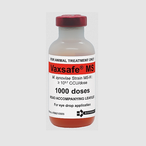 MS-H Vaccine