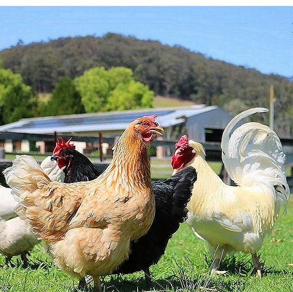 Avian Influenza Virus Vaccine