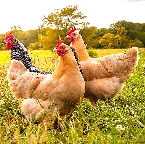 Avian Tenosynovitis Vaccine