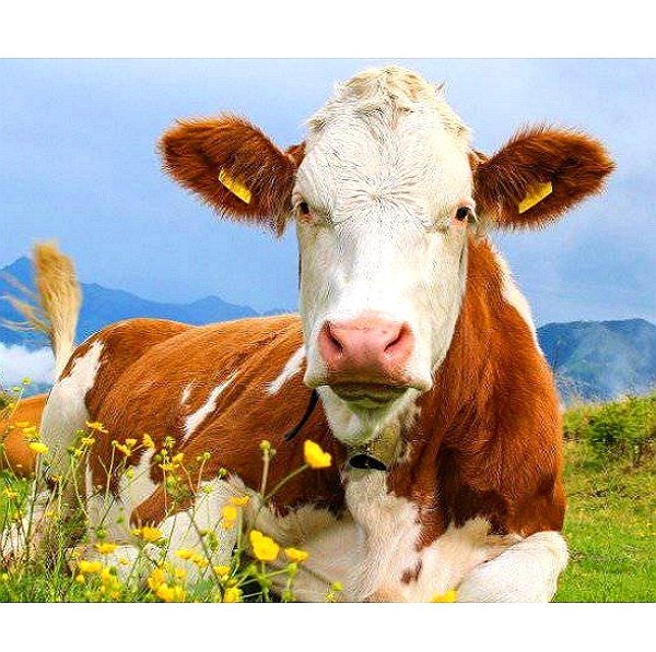 Pregnant mare serum gonadotropin (PMSG)