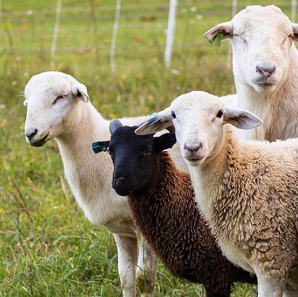 Footrot Vaccine