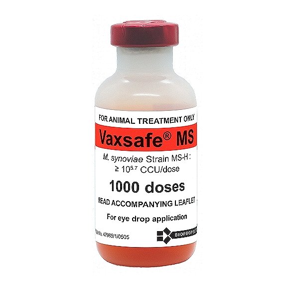 Mycoplasma Synoviae Vaccine