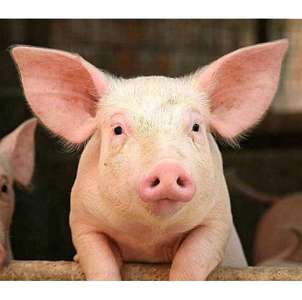 Porcine Somatotropin